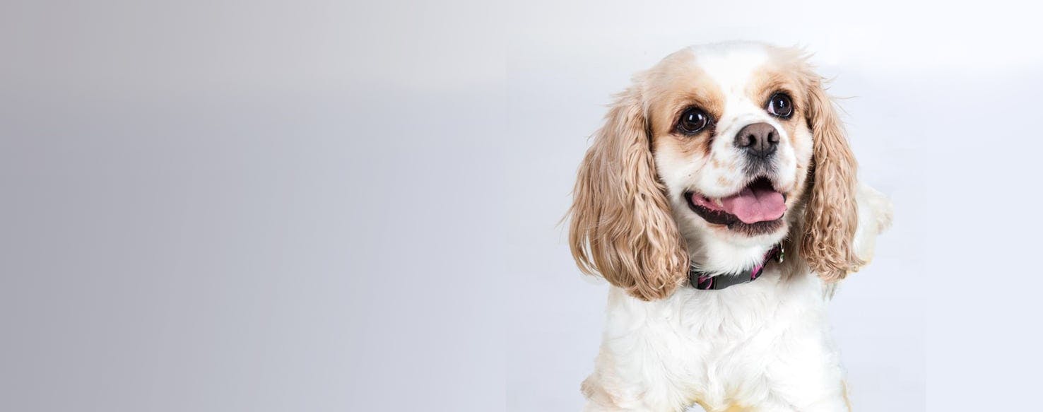 Is a cocker spaniel a hot sale small breed